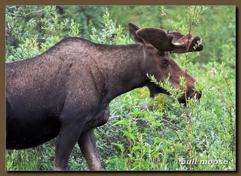 bull moose
